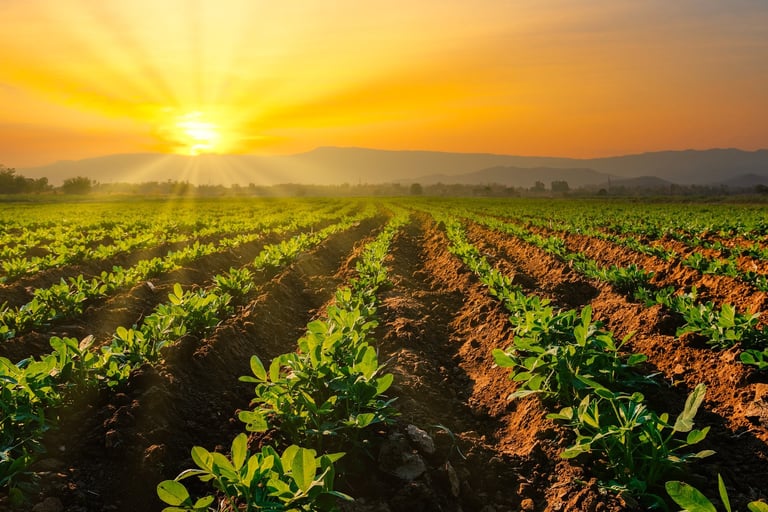 Landscape of healthy crops plantation in countryside