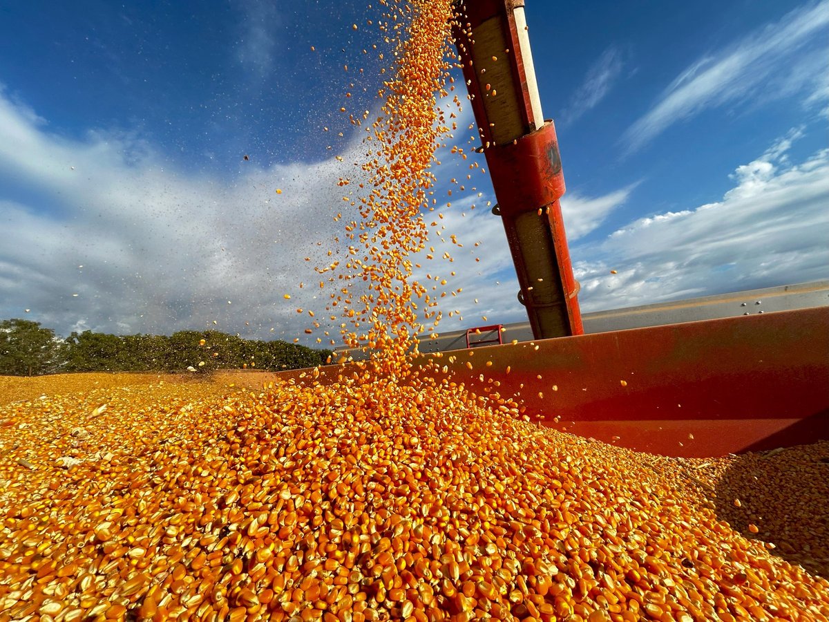 Productor de maíz cosechando en el campo