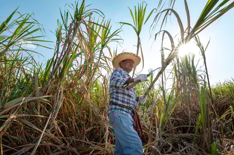 Cosecha exitosa de caña de azúcar