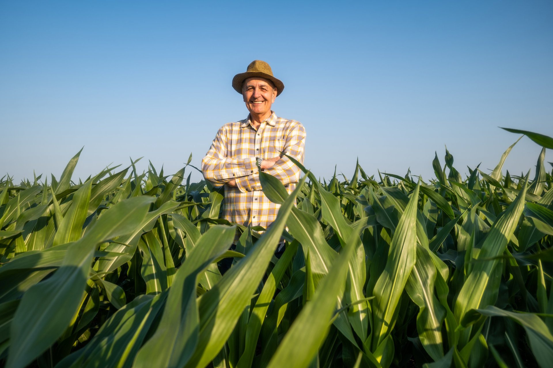 Agricultor exitoso en su campo de maíz