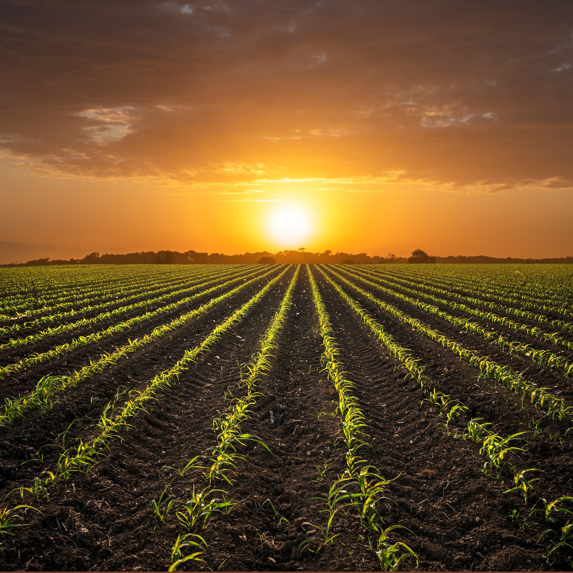 Campo de maíz al atardecer