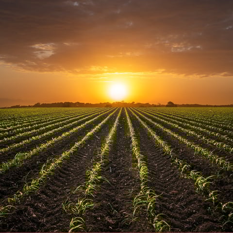 Campo de maíz al atardecer