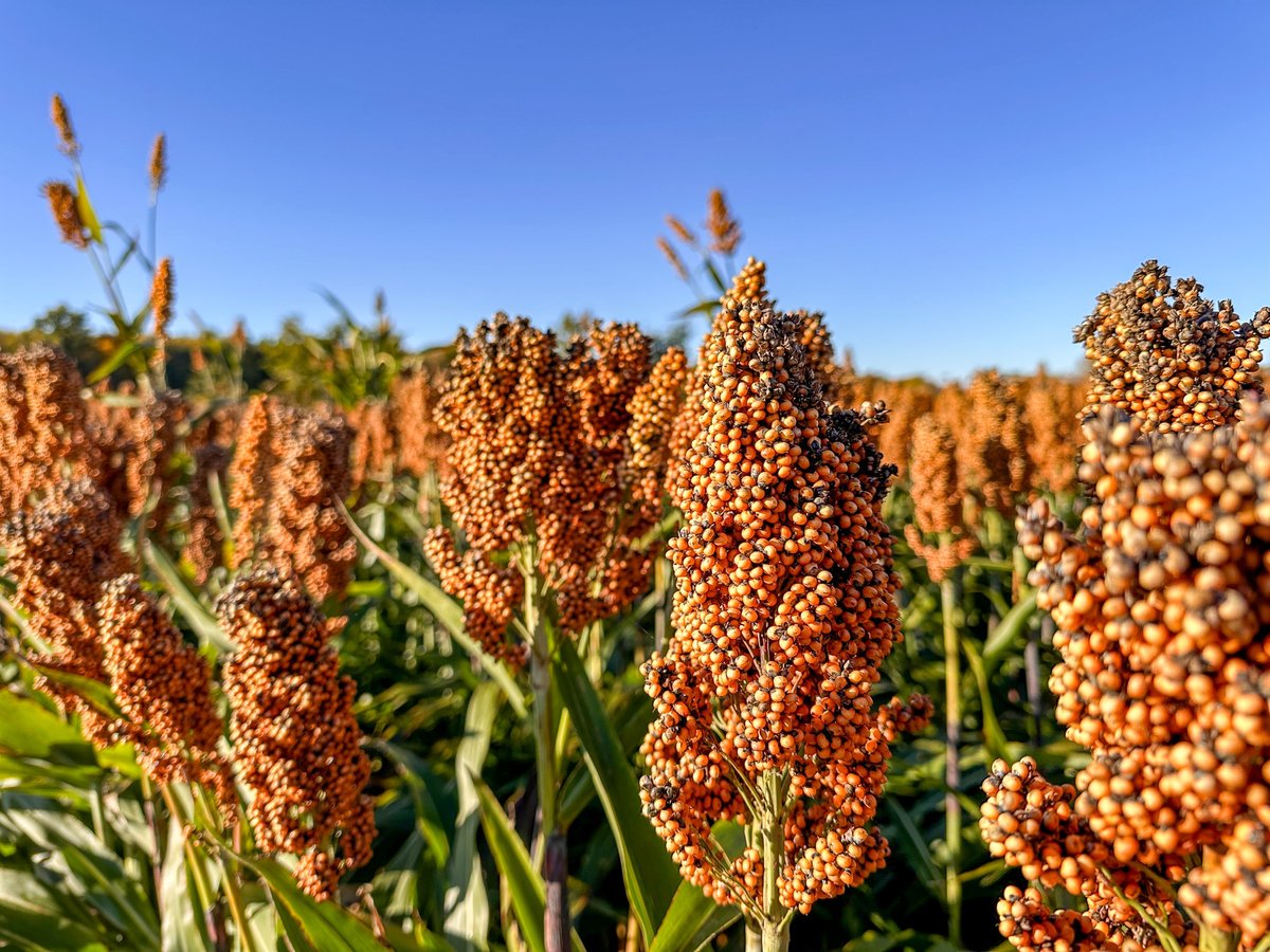 Campo de sorgo dorado en México