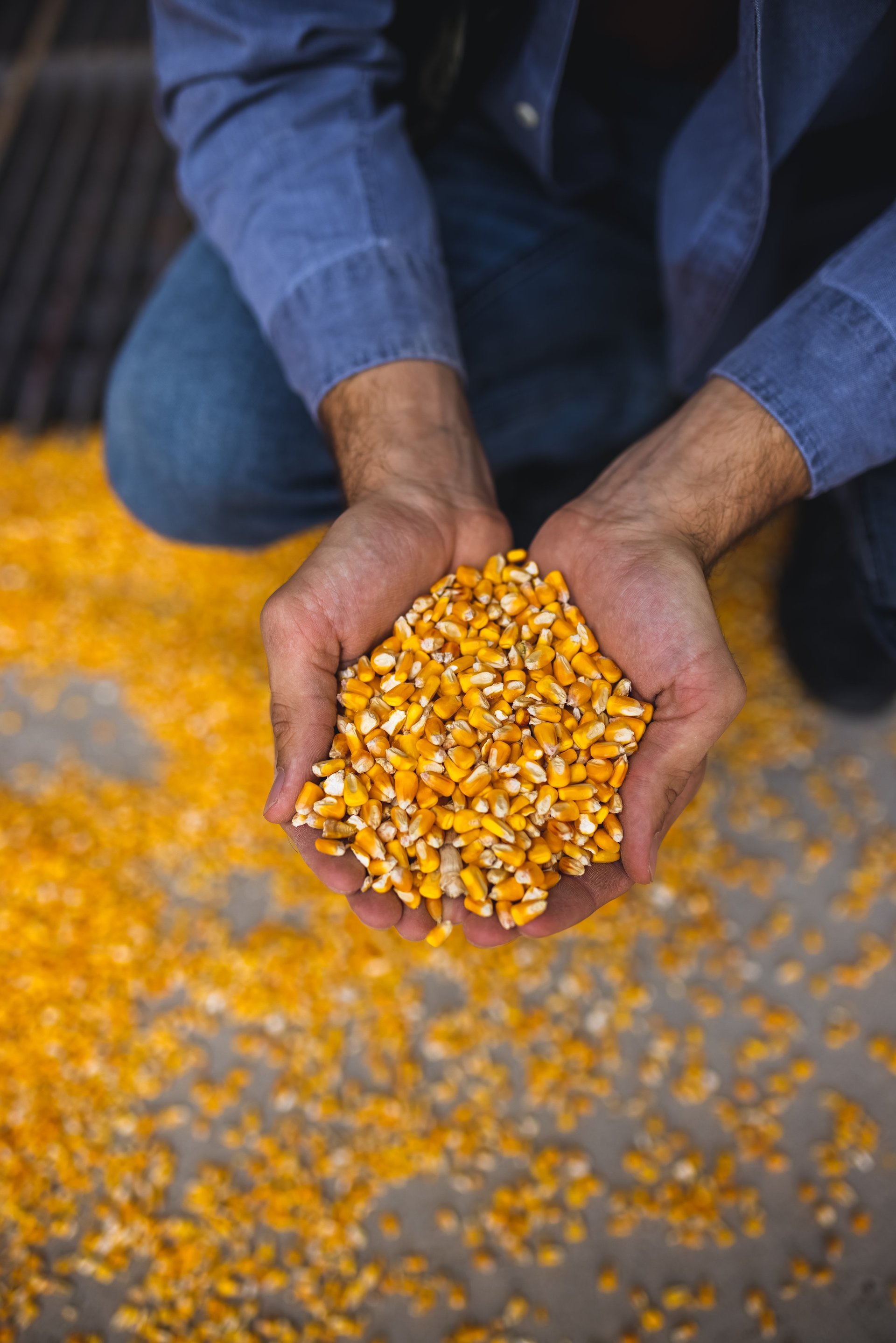 Agricultural seeds and corn harvest