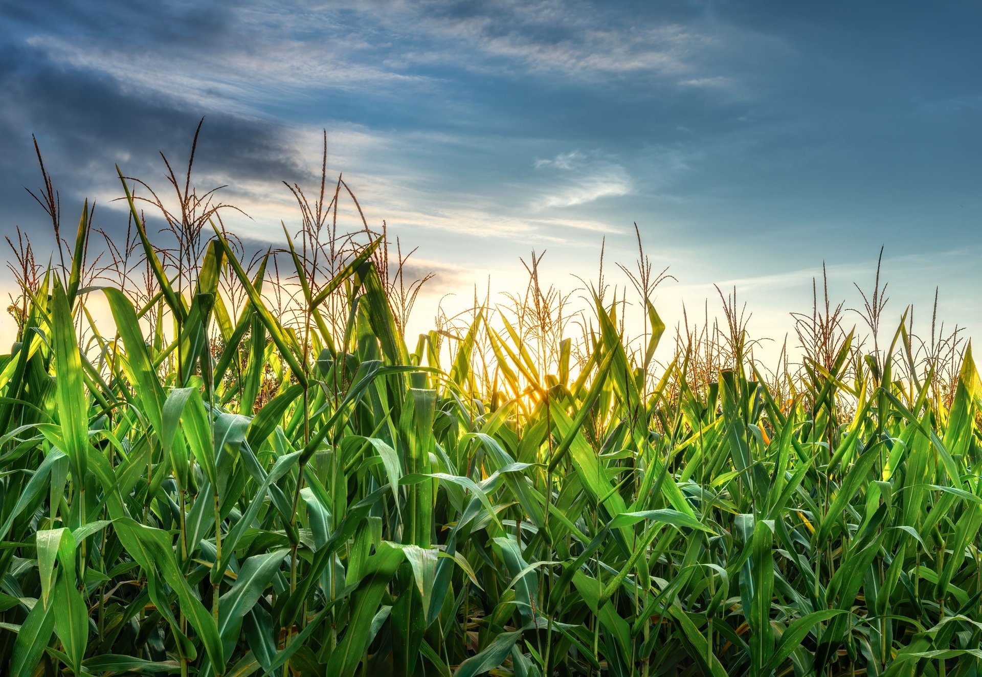 A vibrant cornfield at sunset with golden light filtering through green leaves under a dramatic sky.