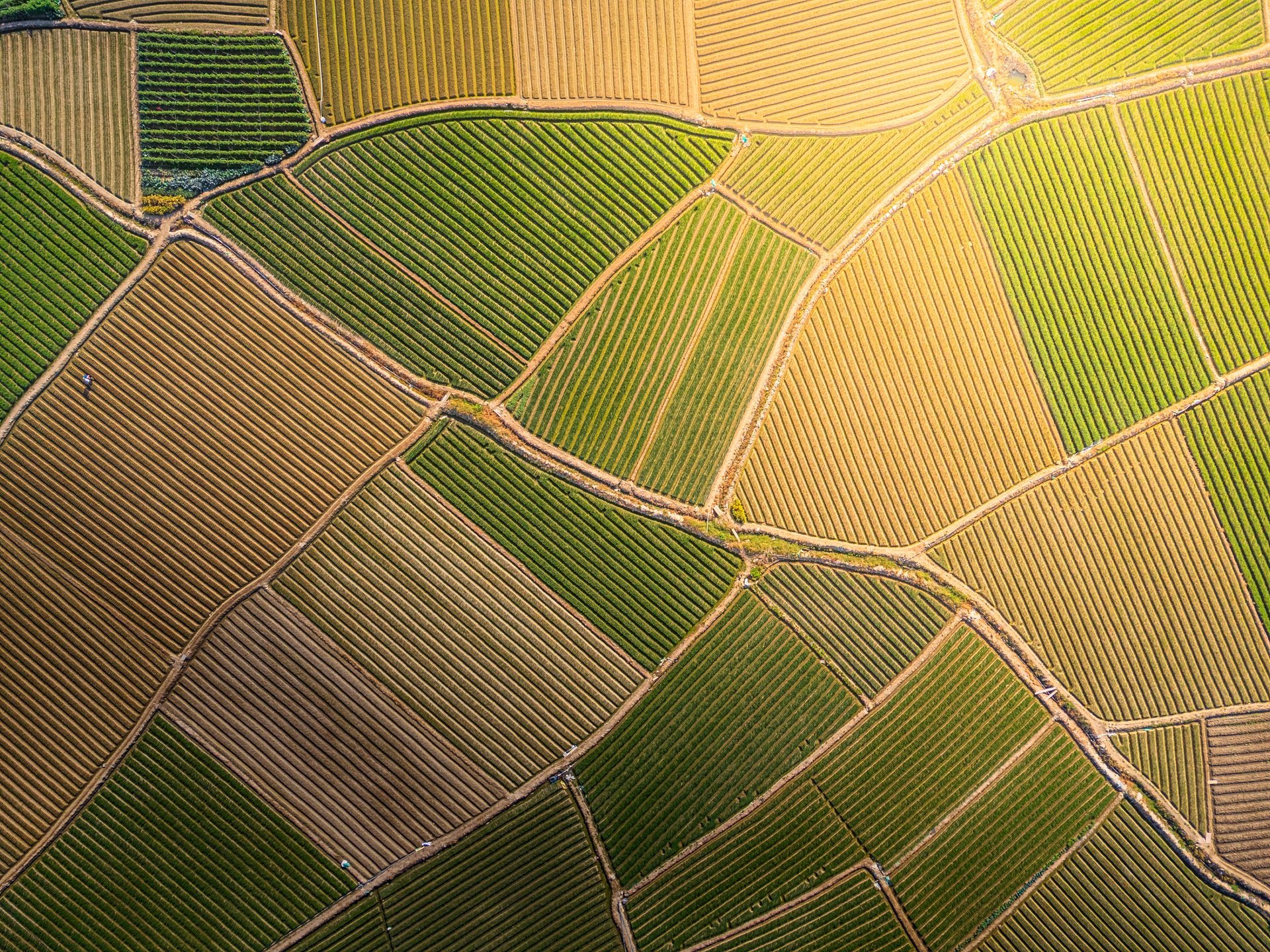 Campo agrícola
